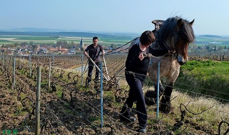 Champagne Francis Boulard et Fille - Culture Bio / Organic